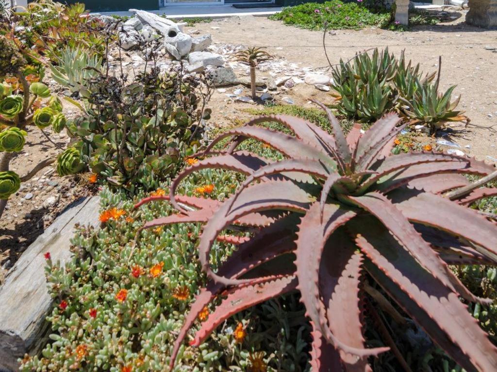 Beach Cottage Kleinzee Kleinsee Dış mekan fotoğraf